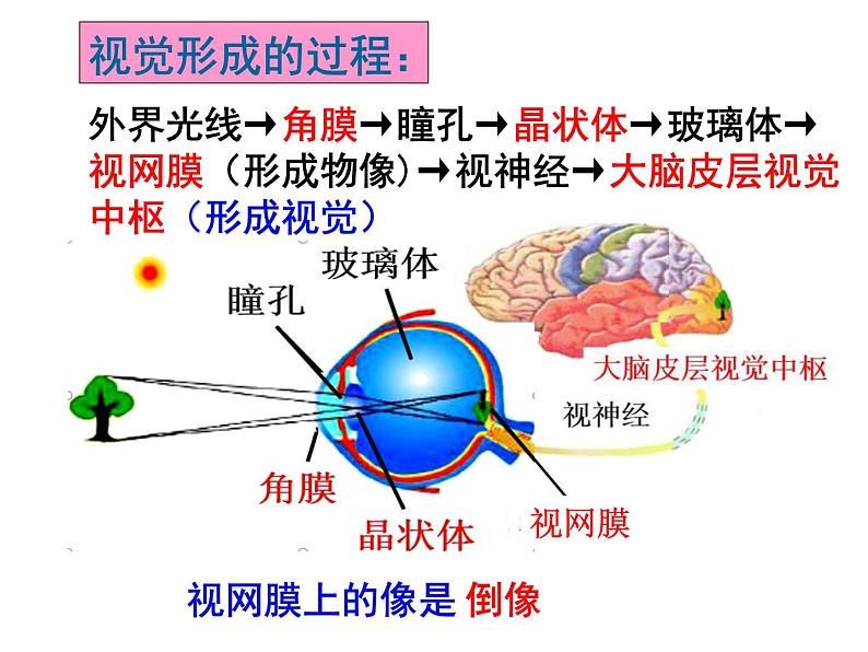 4.6.1人体对外界环境的感知课件2021--2022学年人教版七年级生物下册第8页