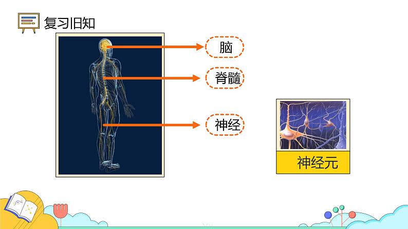 4.6.3神经调节的基本方式课件2021---2022学年人教版生物七年级下册第3页
