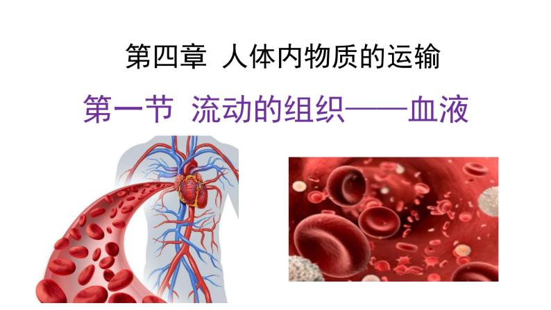 4.4.1流动的组织--血液课件2021-2022学年 人教版生物七年级下册01