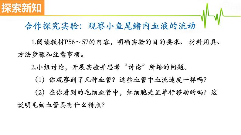 4.4.2血流的管道——血管课件2021-2022学年人教版生物七年级下册第3页