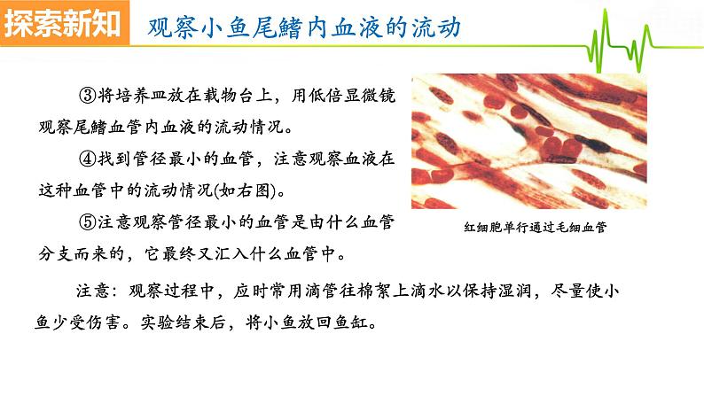 4.4.2血流的管道——血管课件2021-2022学年人教版生物七年级下册第5页