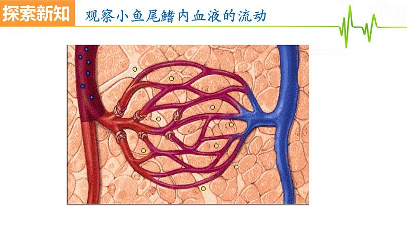 4.4.2血流的管道——血管课件2021-2022学年人教版生物七年级下册第6页