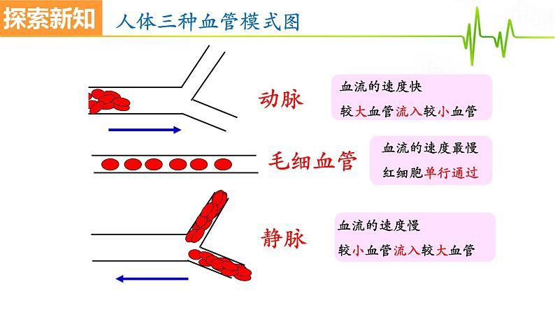 4.4.2血流的管道——血管课件2021-2022学年人教版生物七年级下册第7页