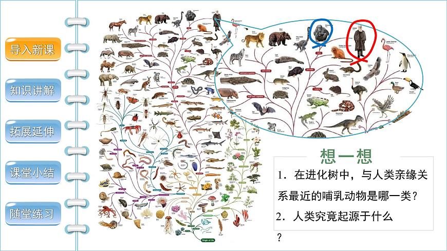 第四單元第一章第一節(jié)人類的起源和發(fā)展課件2021--2022學(xué)年人教版生物七年級下冊第3頁