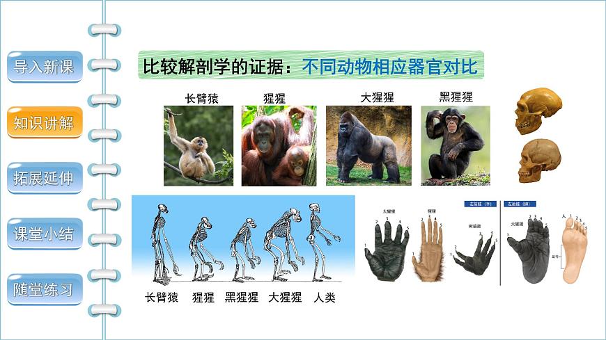 第四單元第一章第一節(jié)人類的起源和發(fā)展課件2021--2022學(xué)年人教版生物七年級下冊第6頁