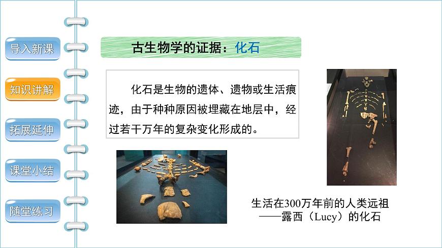 第四單元第一章第一節(jié)人類的起源和發(fā)展課件2021--2022學(xué)年人教版生物七年級下冊第7頁