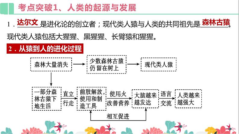 人教版生物七年级下册复习课件:第一章人的由来08