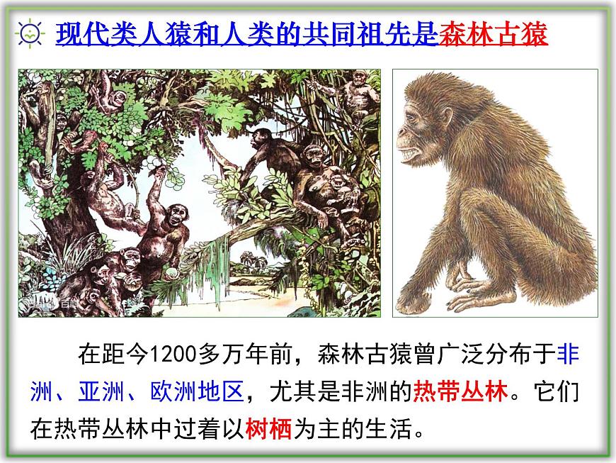 4.1.1人類的起源和發(fā)展課件2021--2022學(xué)年 人教版生物七年級(jí)下冊(cè)第8頁