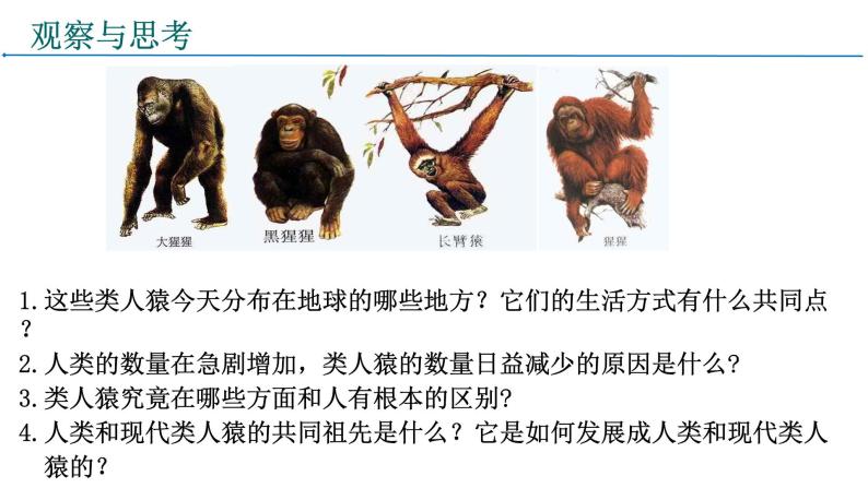 4.1.1人类的起源和发展课件2021-2022学年人教版七年级生物下册06