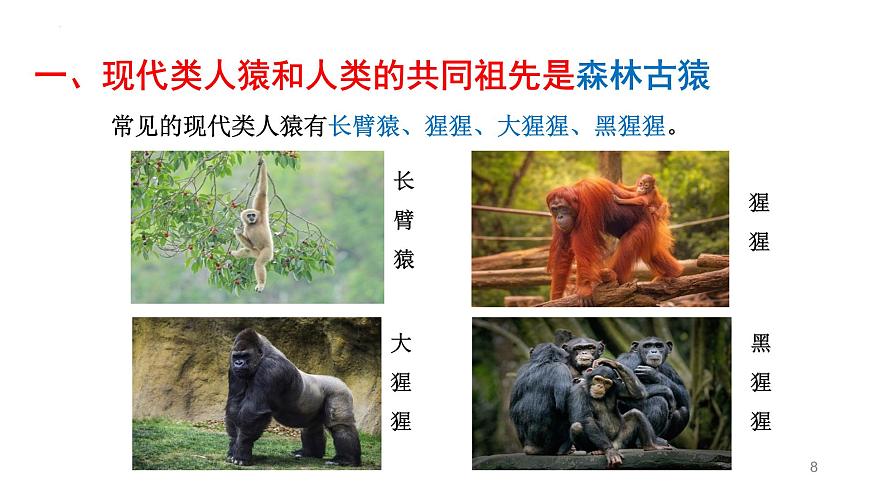 4.1.1人類的起源和發(fā)展課件2021--2022學(xué)年人教版生物七年級(jí)下冊第8頁