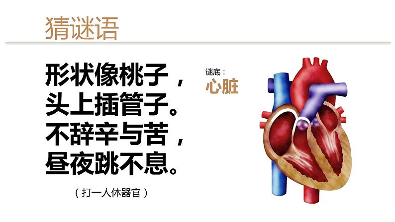 4.4.3输送血液的泵——心脏(第1课时)课件2021--2022学年人教版七年级下册生物第5页