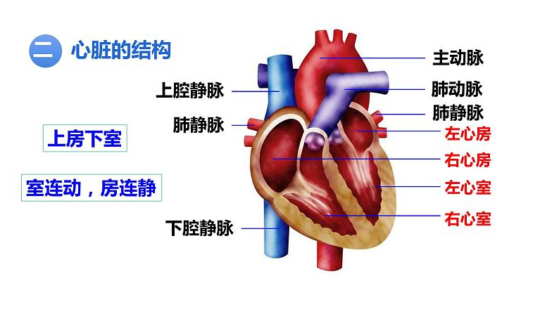 4.4.3输送血液的泵——心脏(第1课时)课件2021--2022学年人教版七年级下册生物第8页
