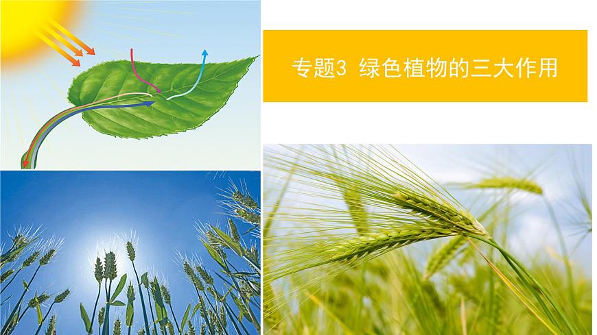 2022年生物中考綠色植物三大生理作用專題復(fù)習(xí)第1頁