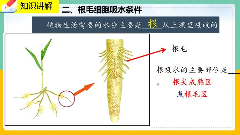 5.3《吸收作用》课件PPT+教案+同步练习04