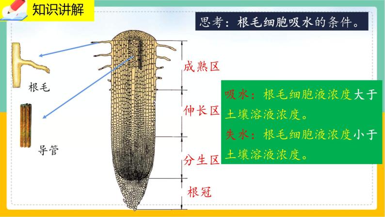 5.3《吸收作用》课件PPT+教案+同步练习06