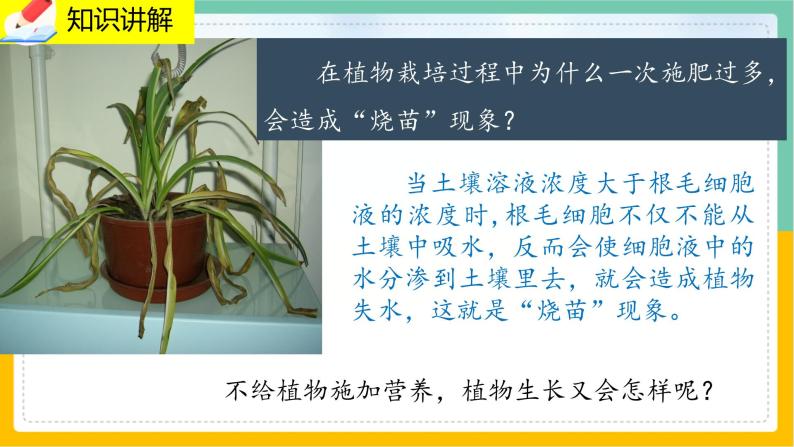 5.3《吸收作用》课件PPT+教案+同步练习07