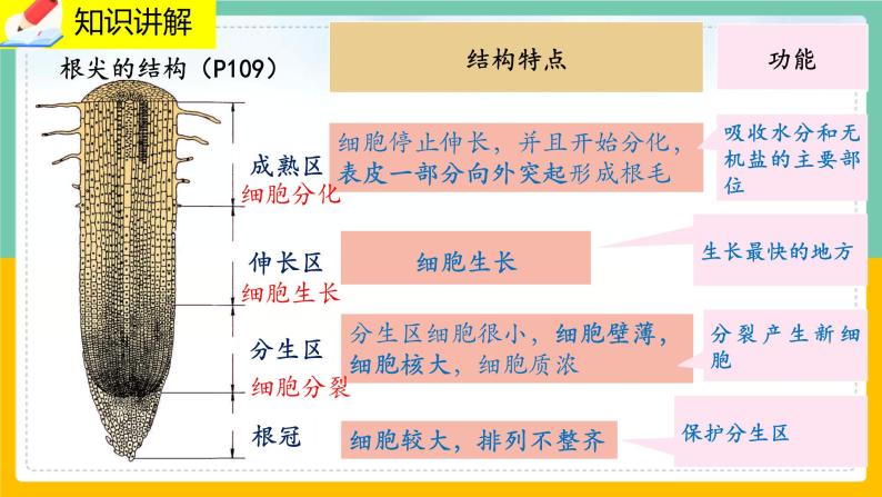 6.2《营养器官的生长》课件PPT+教案+同步练习07