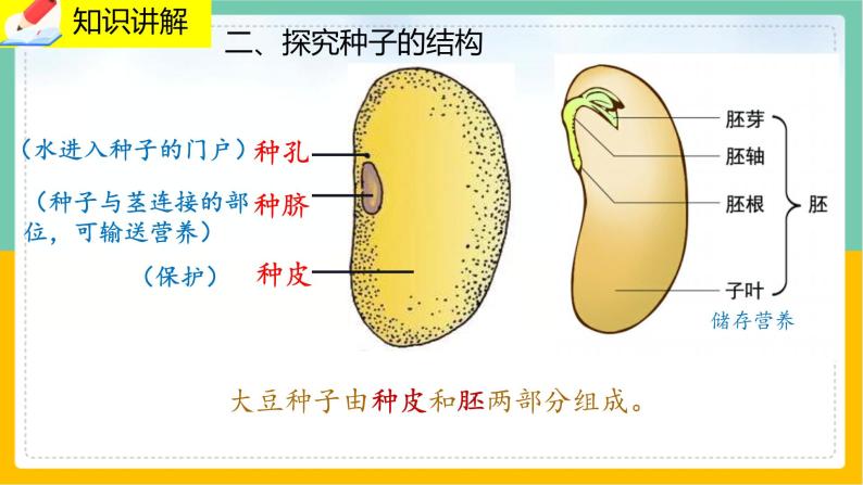 6.1《种子萌发形成幼苗》课件PPT+教案+同步练习07