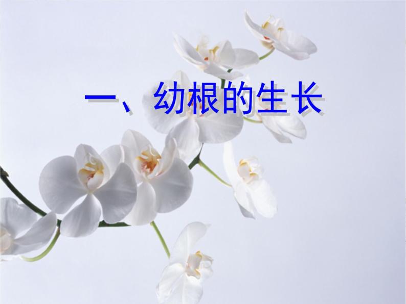 《植株的生长》课件05