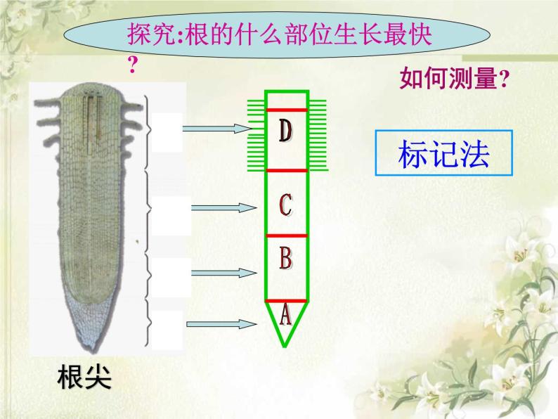 《植株的生长》课件06