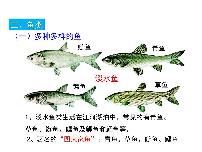 5.1.4 鱼 课件第3页
