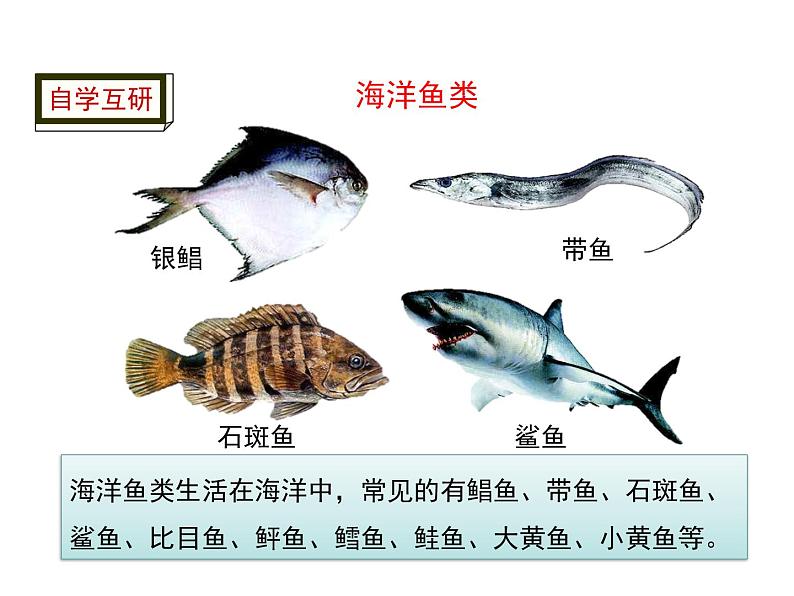 5.1.4 鱼 课件第4页