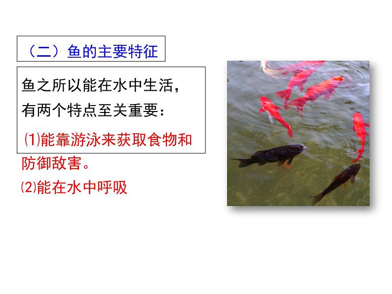 5.1.4 鱼 课件第5页