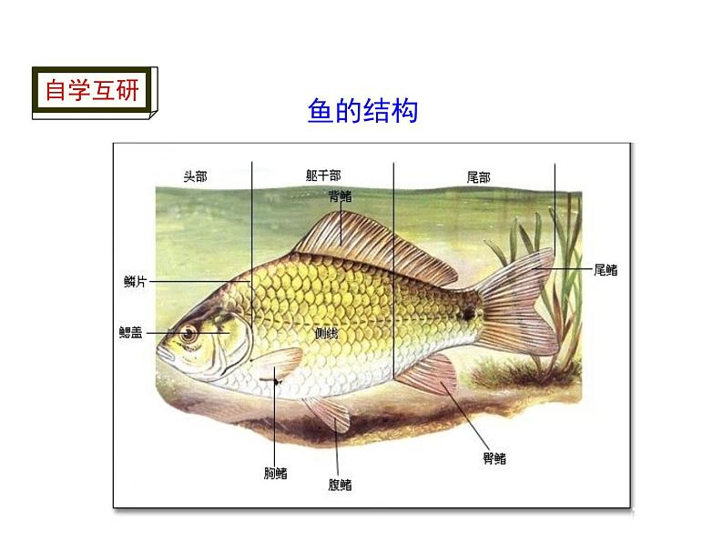 5.1.4 鱼 课件第6页