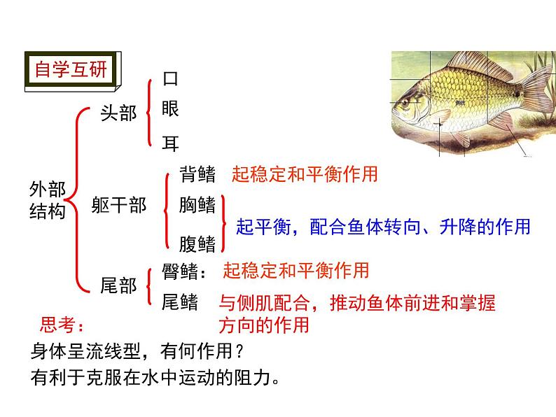 5.1.4 鱼 课件第7页
