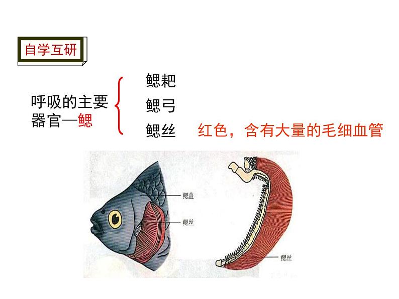 5.1.4 鱼 课件第8页