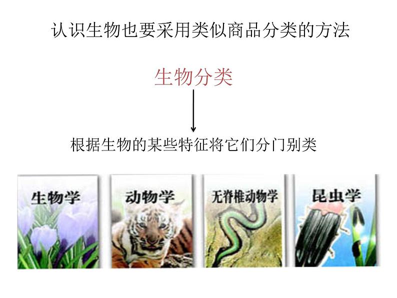 22.1《生物的分类》ppt课件北师大版八年级生物下册第5页