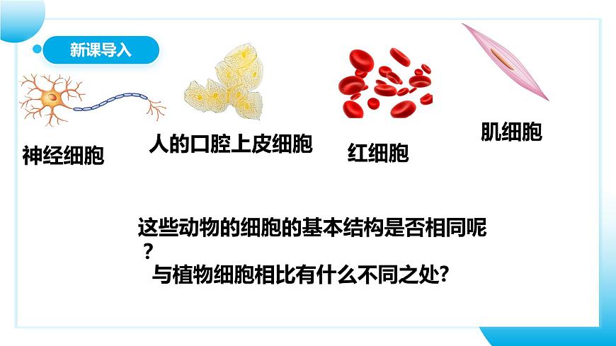 人教版初中生物七年級上冊2.1.3《動物細胞》課件第3頁