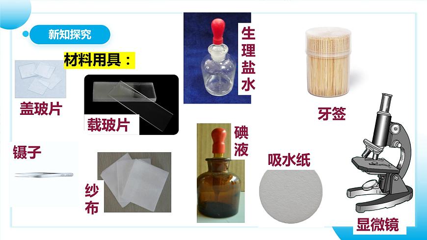 人教版初中生物七年級上冊2.1.3《動物細胞》課件第8頁