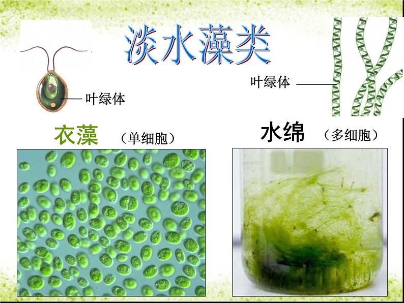 3.1.1 《藻类、苔藓和蕨类植物》课件07