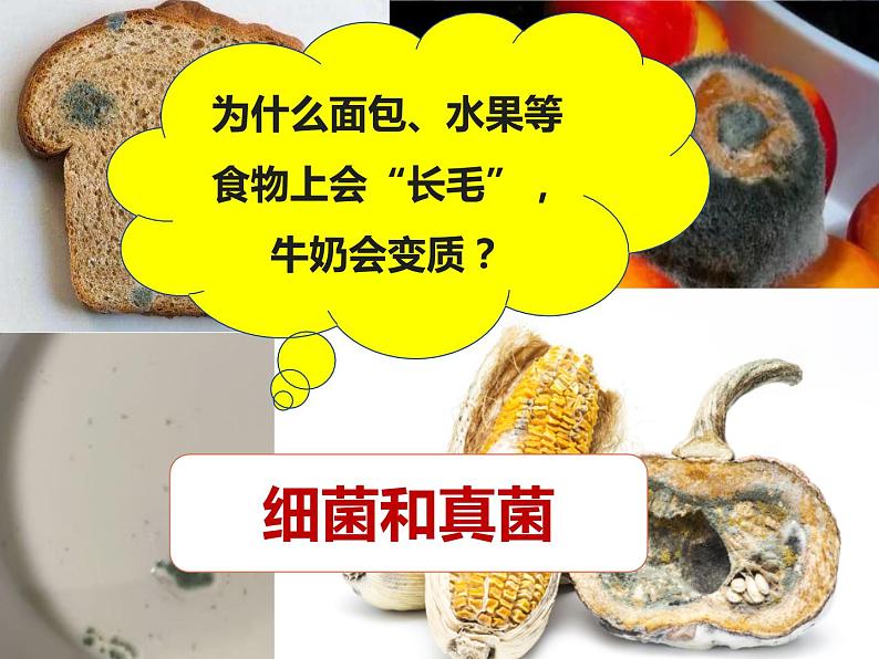 第五单元 第四章 第一节 细菌和真菌的分布第2页