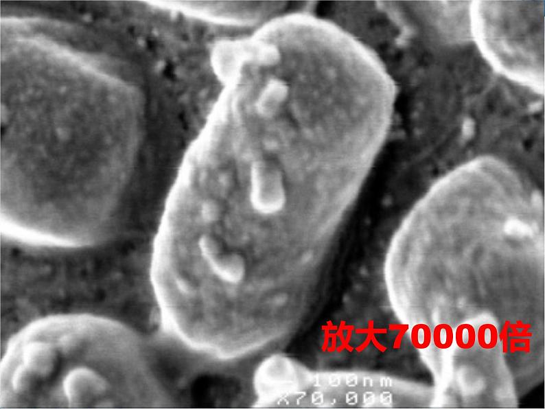 第五单元 第四章 第一节 细菌和真菌的分布第4页