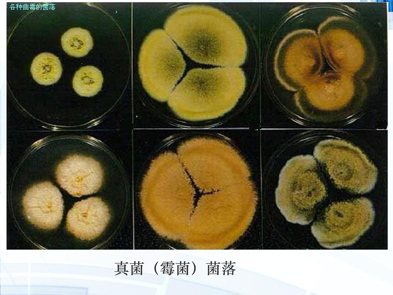 第五单元 第四章 第一节 细菌和真菌的分布第8页