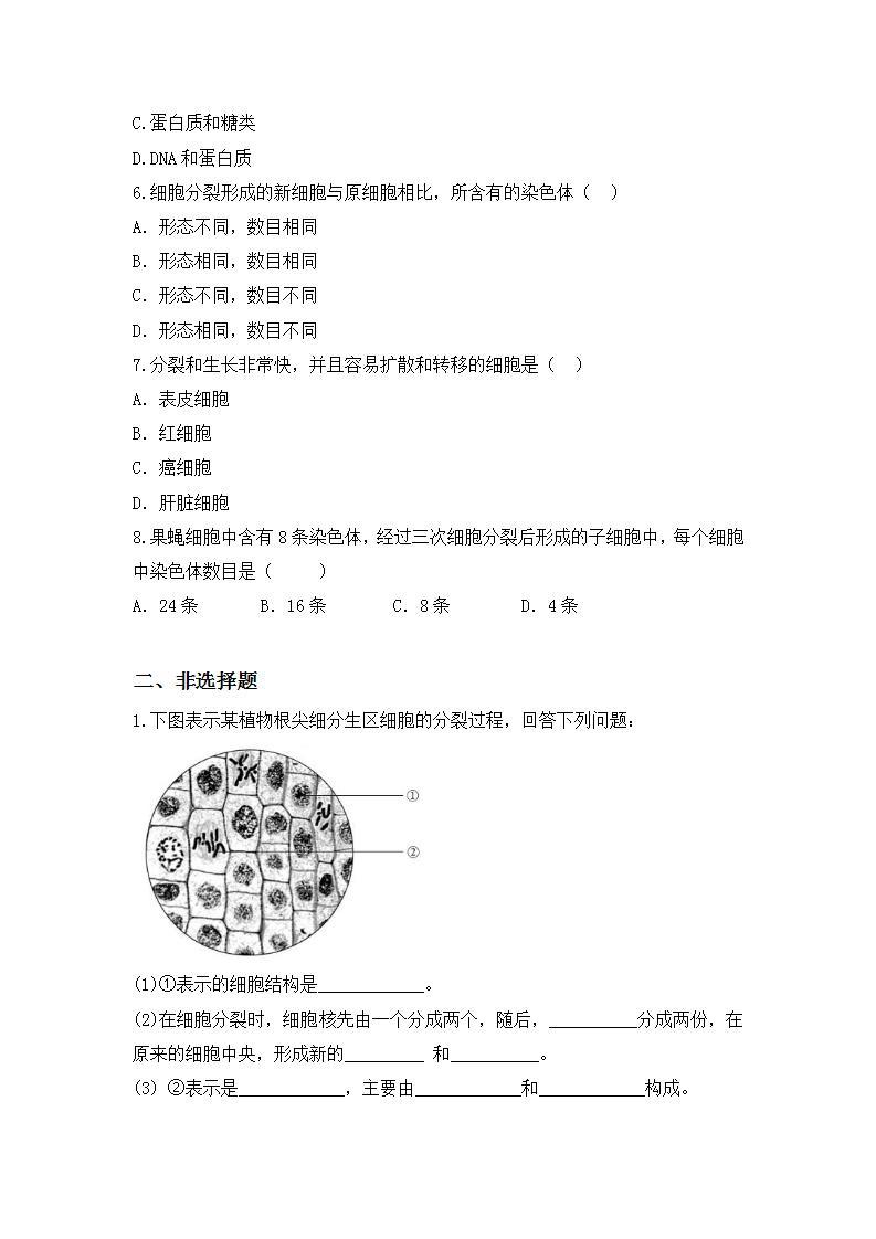 【核心素养目标】人教版 (新课标)初中生物七年级上册2.2.1《细胞通过分裂产生新细胞》课件+教案+同步分层练习（含答案）02