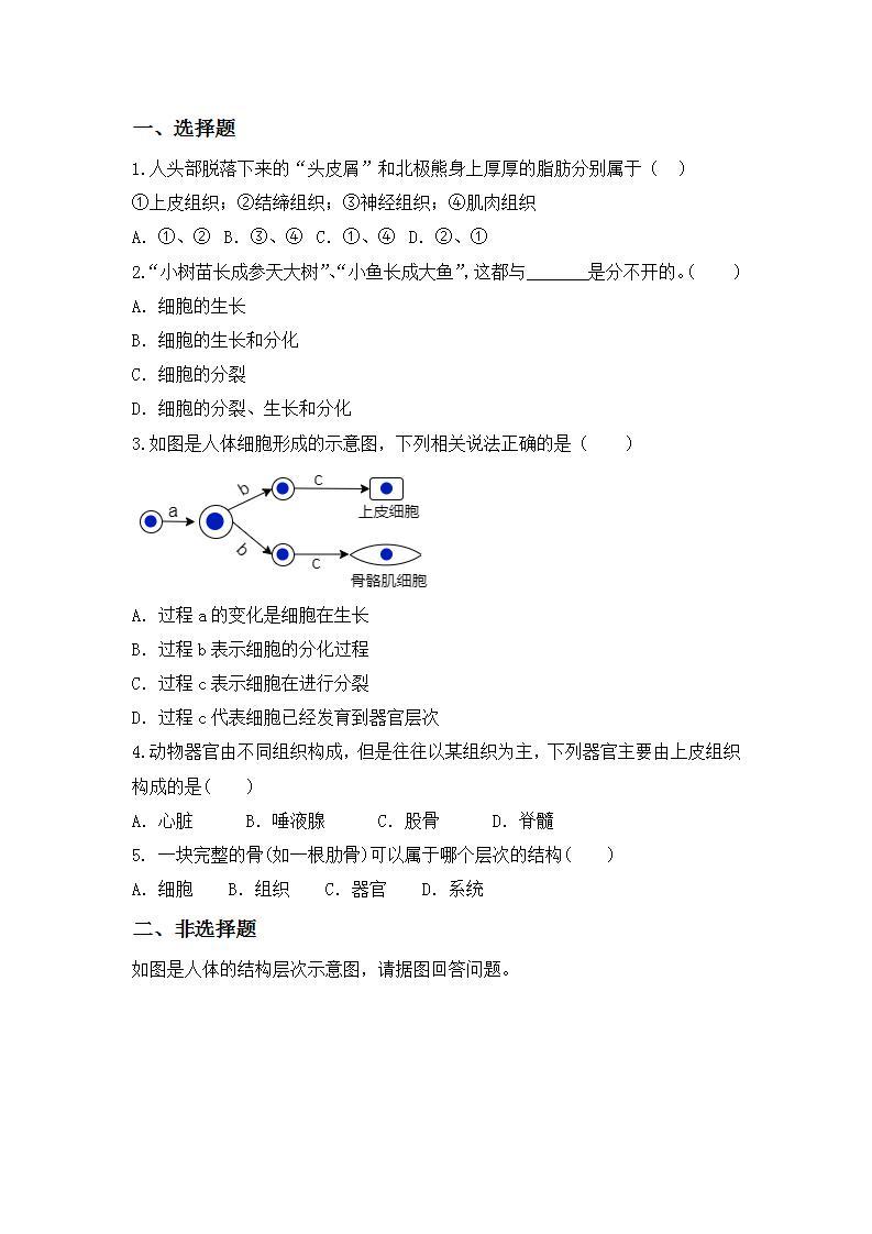 【核心素养目标】人教版 (新课标)初中生物七年级上册2.2.2《动物体的结构层次》课件+教案+同步分层练习（含答案）03