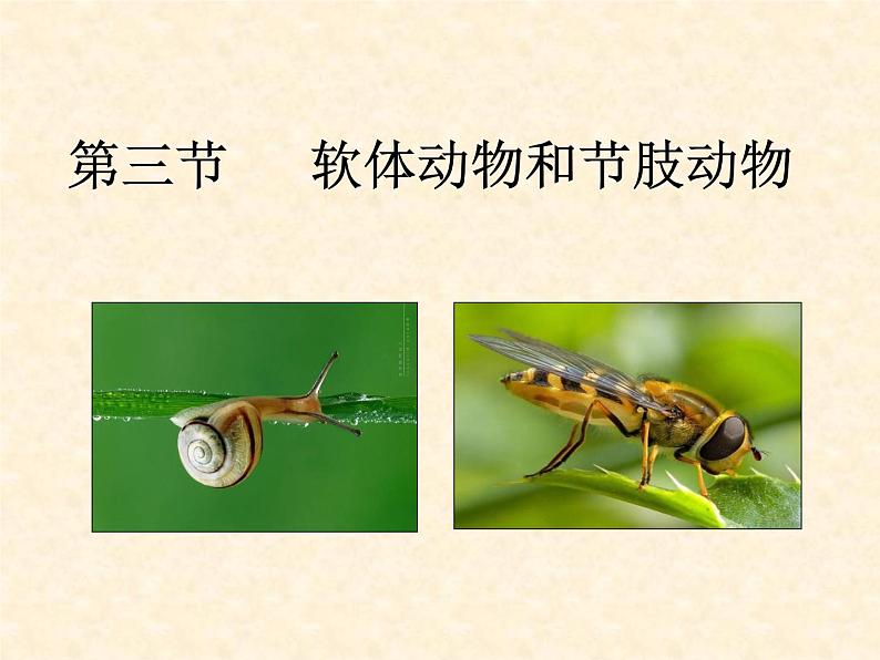 5.1.3《软体动物和环节动物》教学课件01