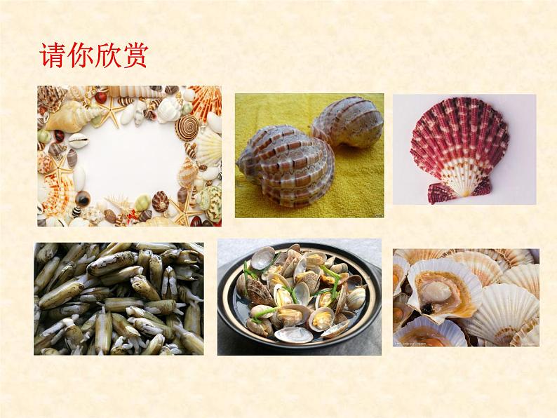 5.1.3《软体动物和环节动物》教学课件02