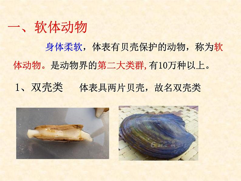 5.1.3《软体动物和环节动物》教学课件03