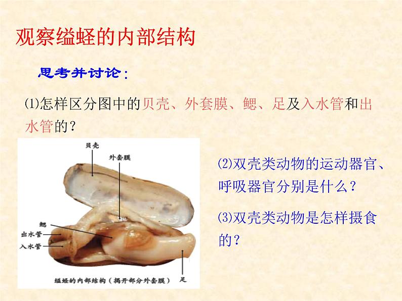 5.1.3《软体动物和环节动物》教学课件04