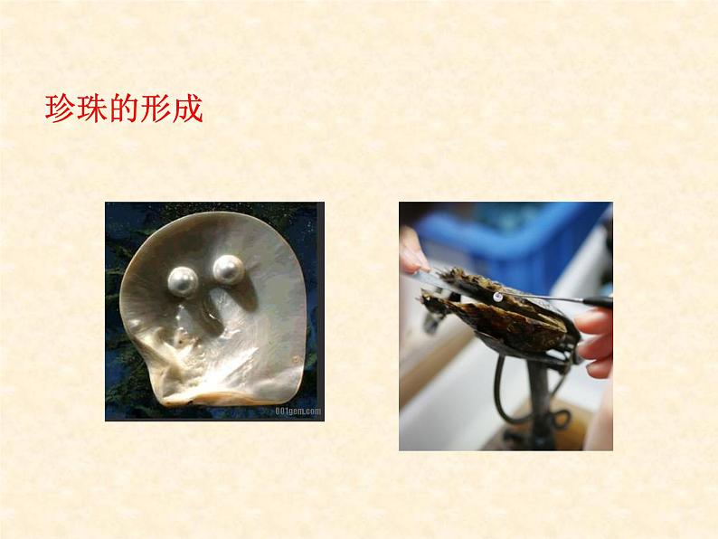 5.1.3《软体动物和环节动物》教学课件06