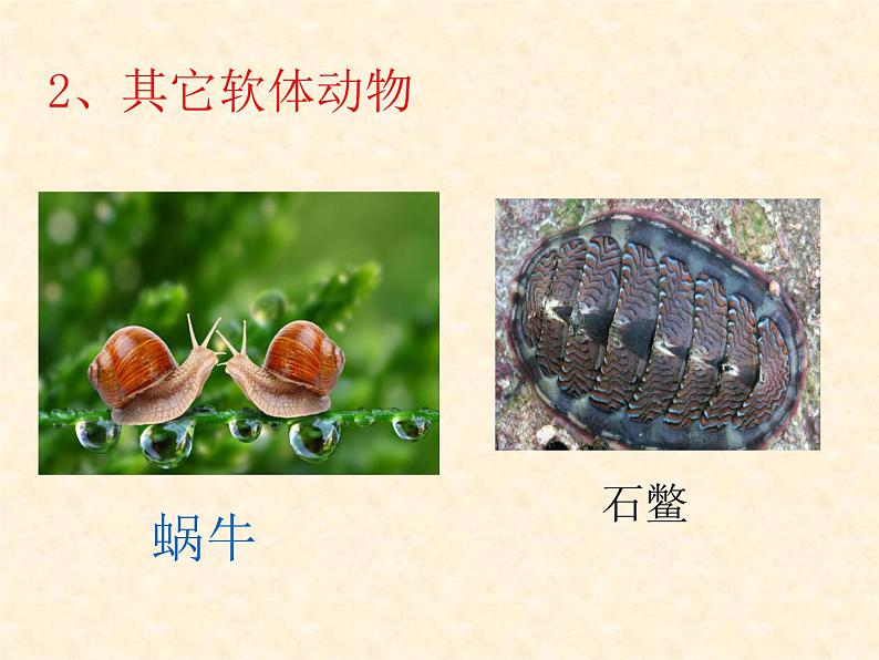 5.1.3《软体动物和环节动物》教学课件07