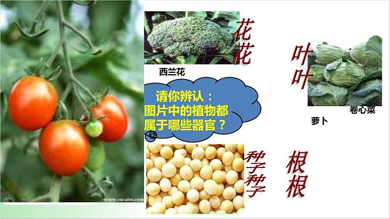 2.2.3《植物体的结构层次》教学课件第3页