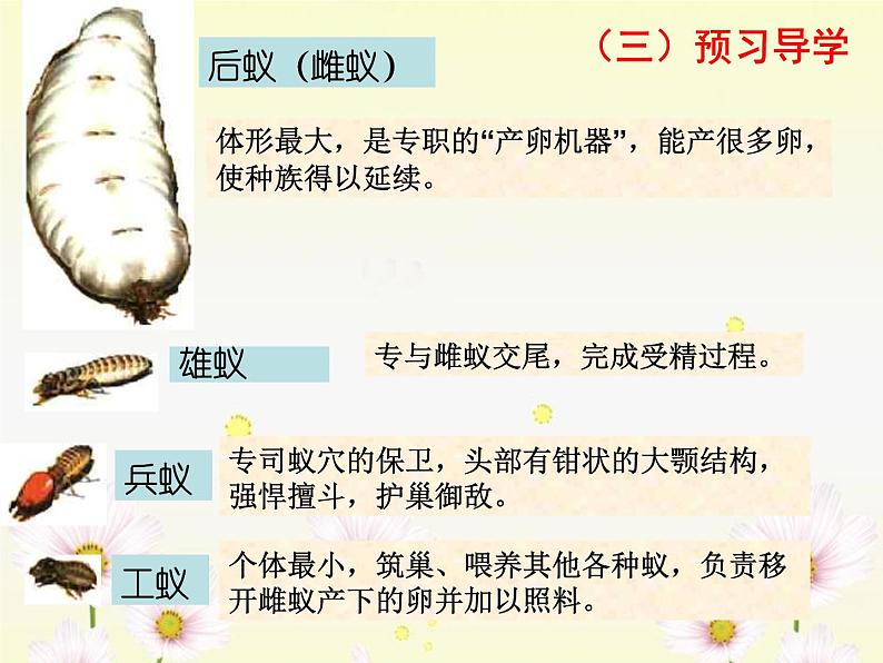 5.2.3《社会行为》教学课件06