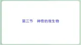 苏教版生物八年级上册14.3 神奇的微生物 课件