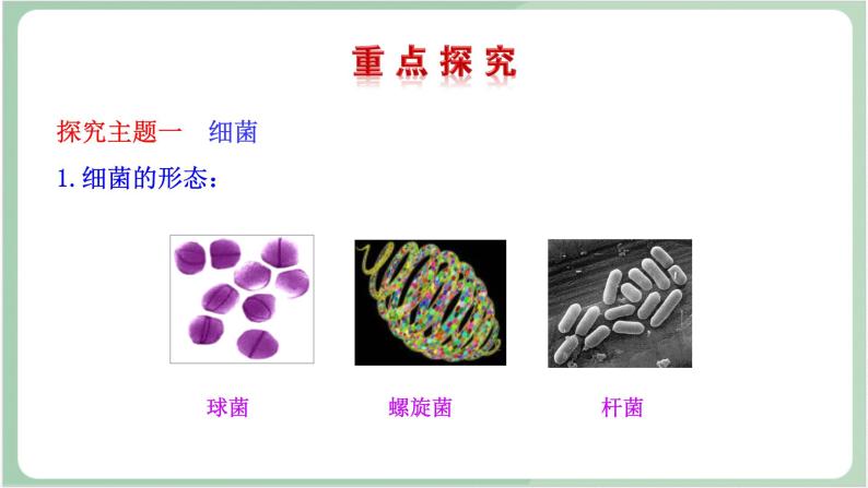 苏教版生物八年级上册14.3 神奇的微生物 课件04