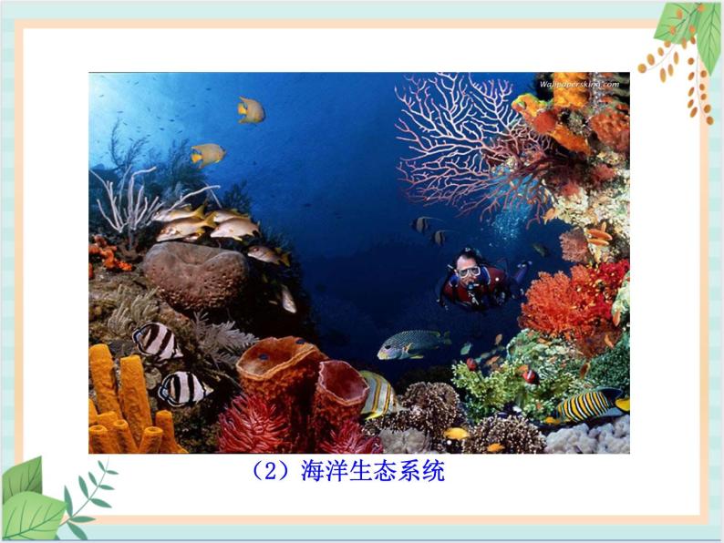 苏教版生物八年级上册20.1 生物圈中的各种生态系统   课件05